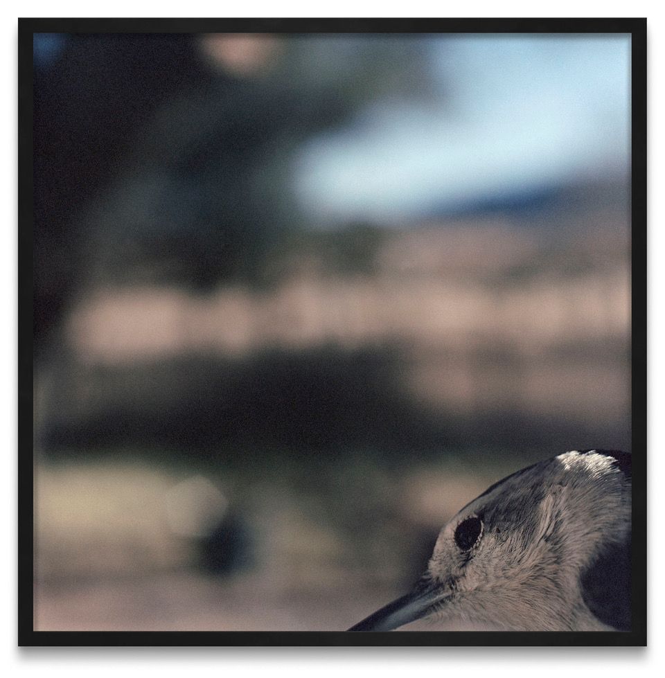 Jean-Luc Mylayne: Reflection