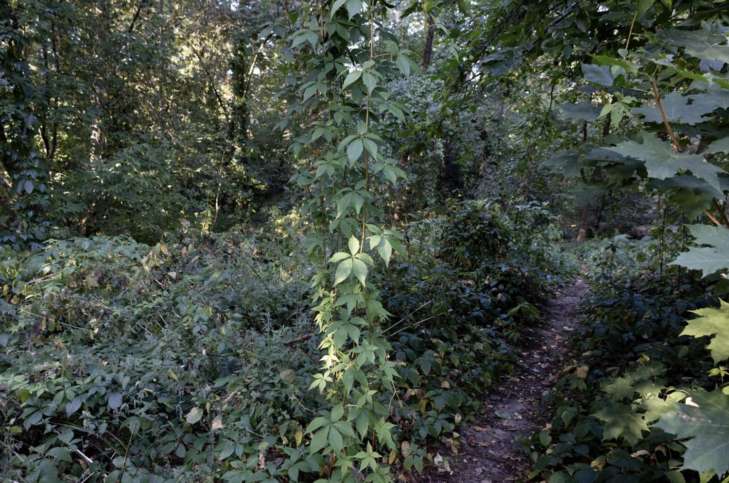 Learning from … Nature