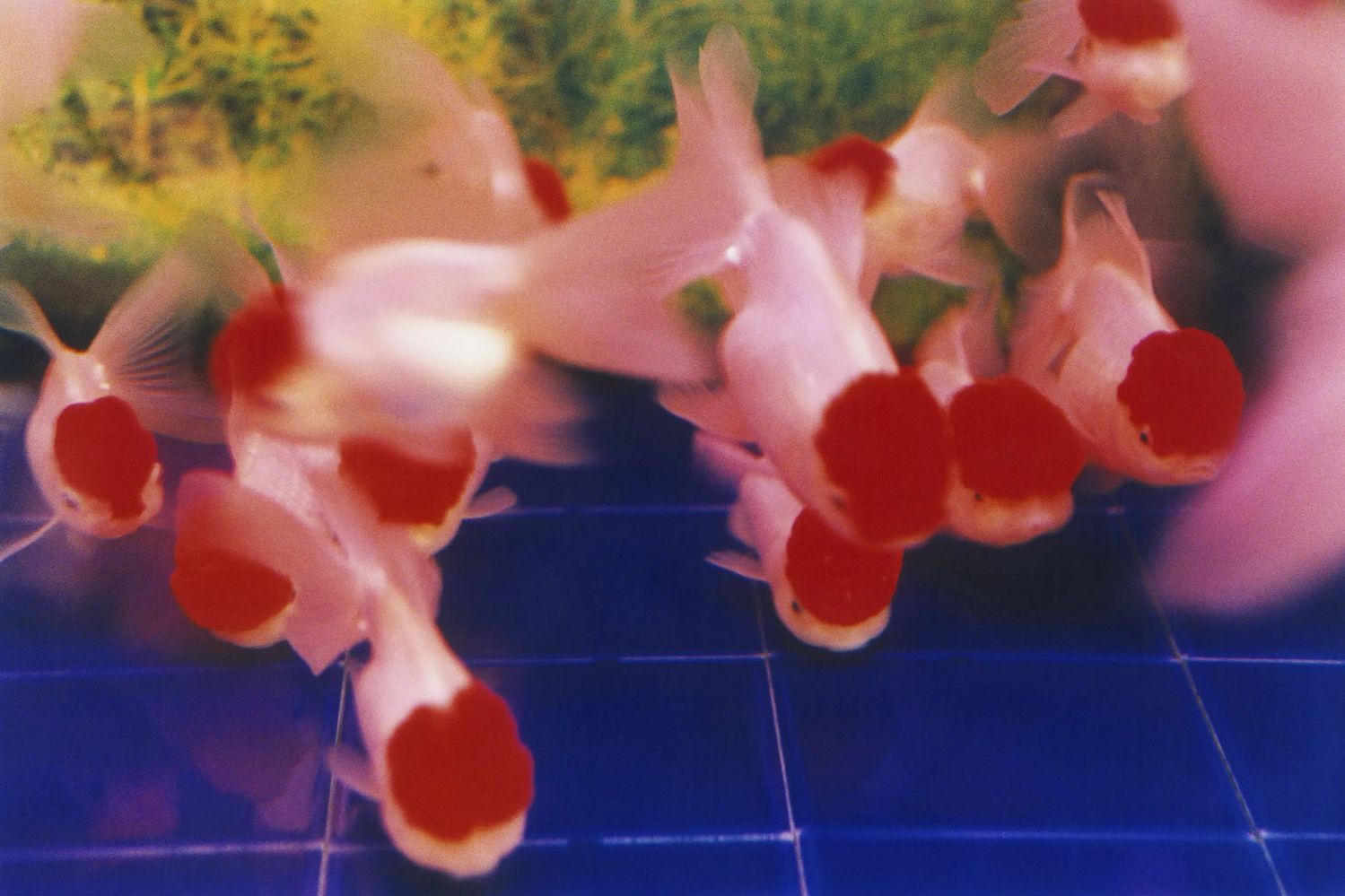 Mika Ninagawa: Captive Blooms