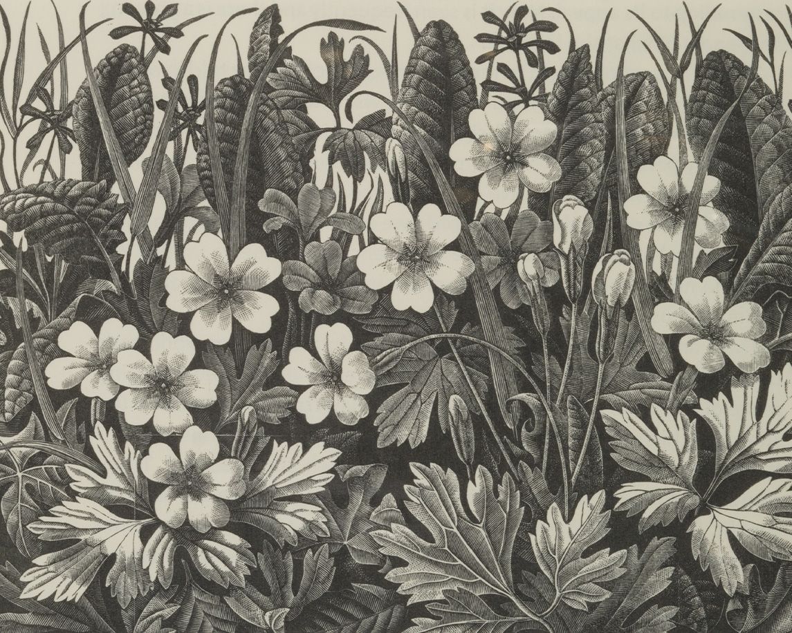 Monica Poole: Nature’s Dark Beauty